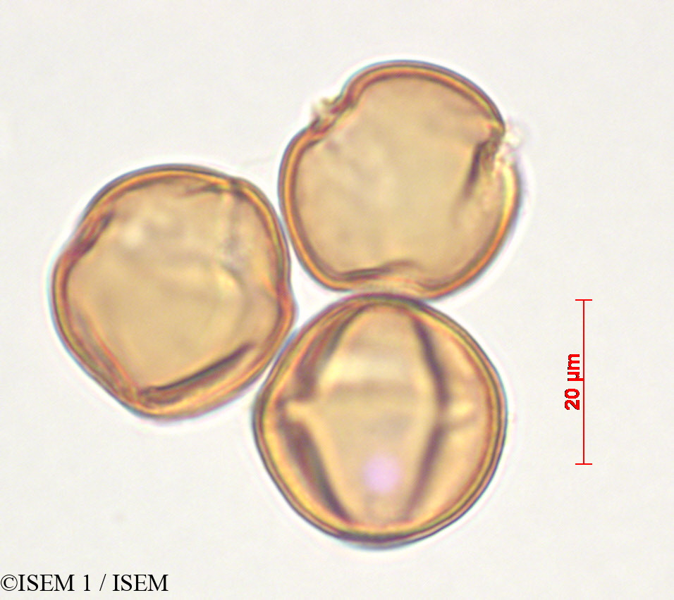 ISEM 1/Centropogon_subandinus_29333/Centropogon_subandinus_29333_0004(copy).jpg